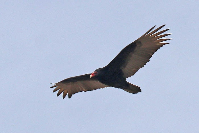 Turkey Vulture - ML633087764