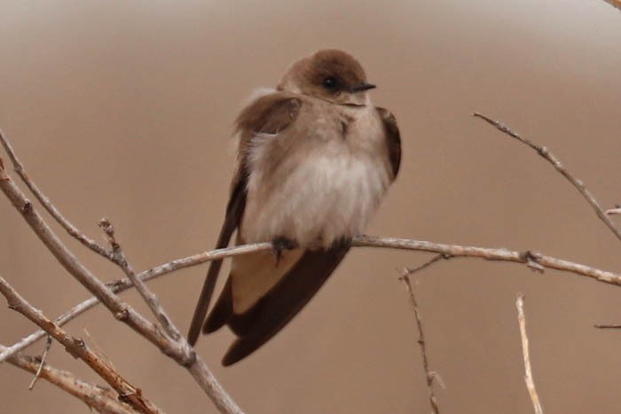 Northern Rough-winged Swallow - ML633087770