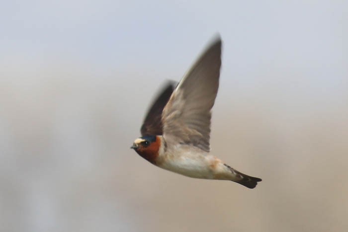Cliff Swallow - ML633087776