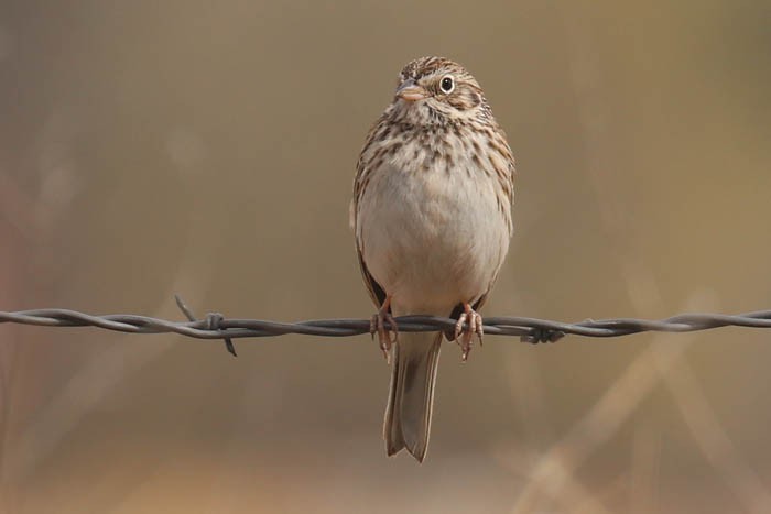 Vesper Sparrow - ML633087790