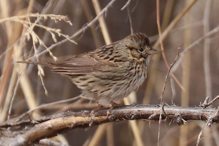 Lincoln's Sparrow - ML633087801