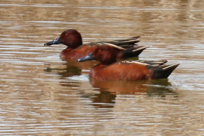 Cinnamon Teal - ML633087832