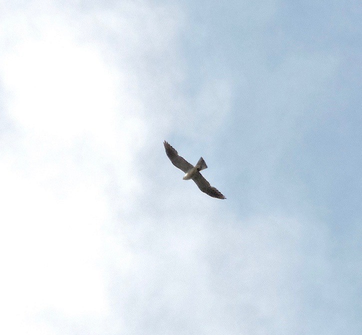 Mississippi Kite - ML63308791