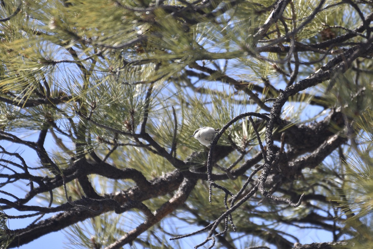 Pygmy Nuthatch - ML633087941