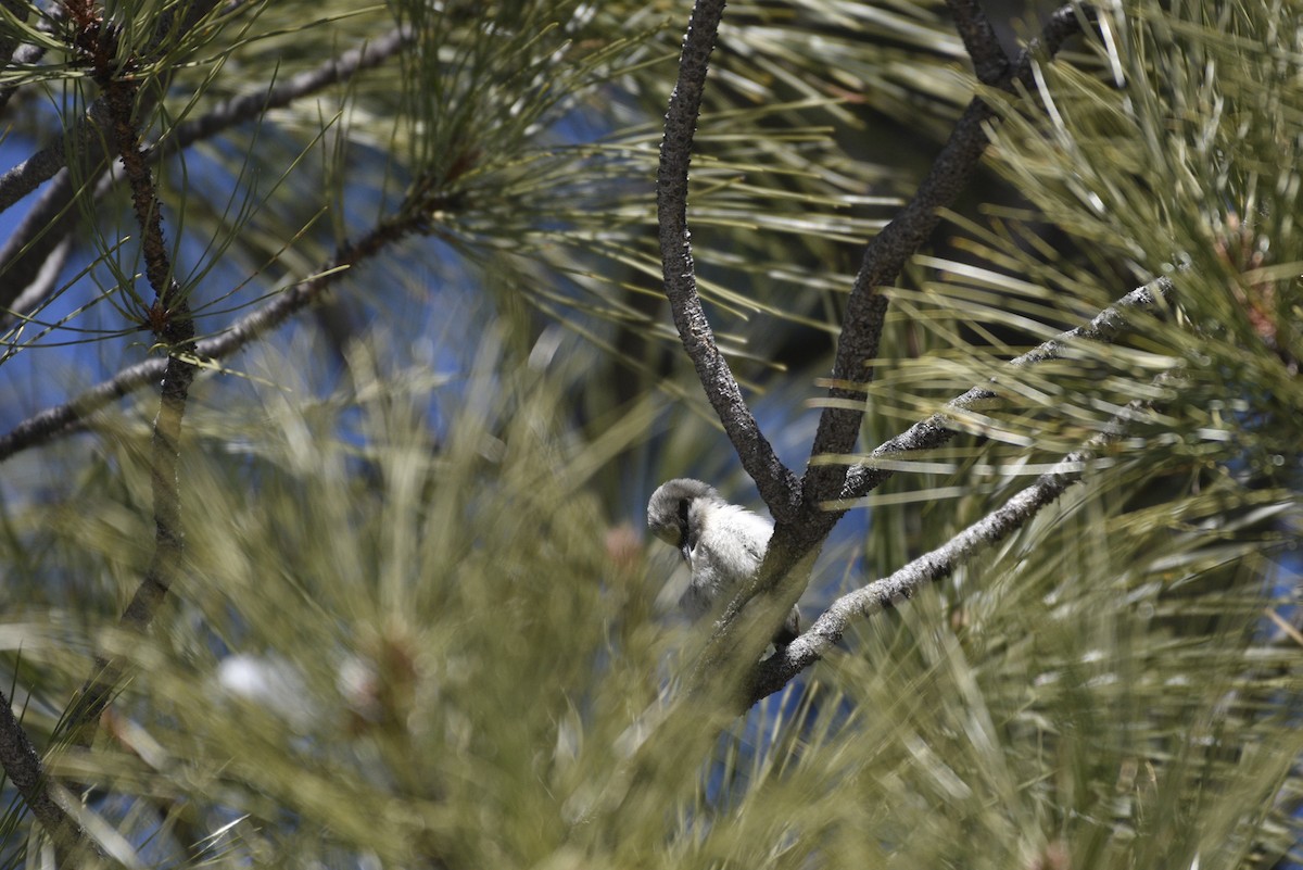 Pygmy Nuthatch - ML633087961