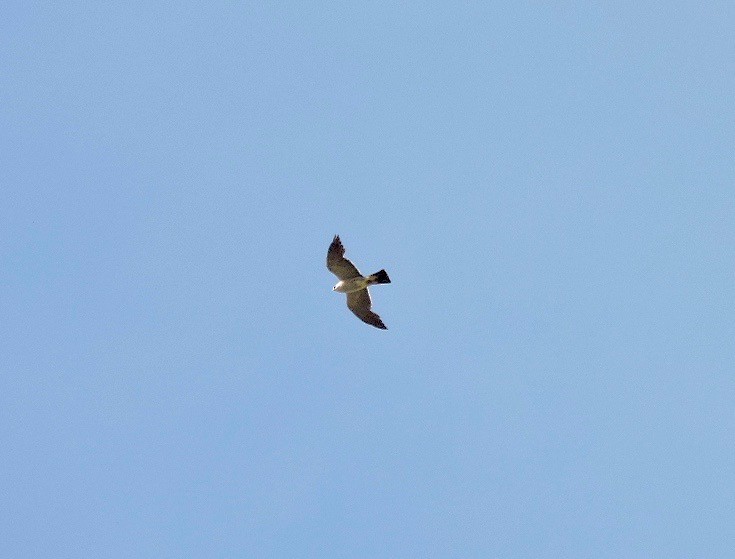 Mississippi Kite - ML63308801