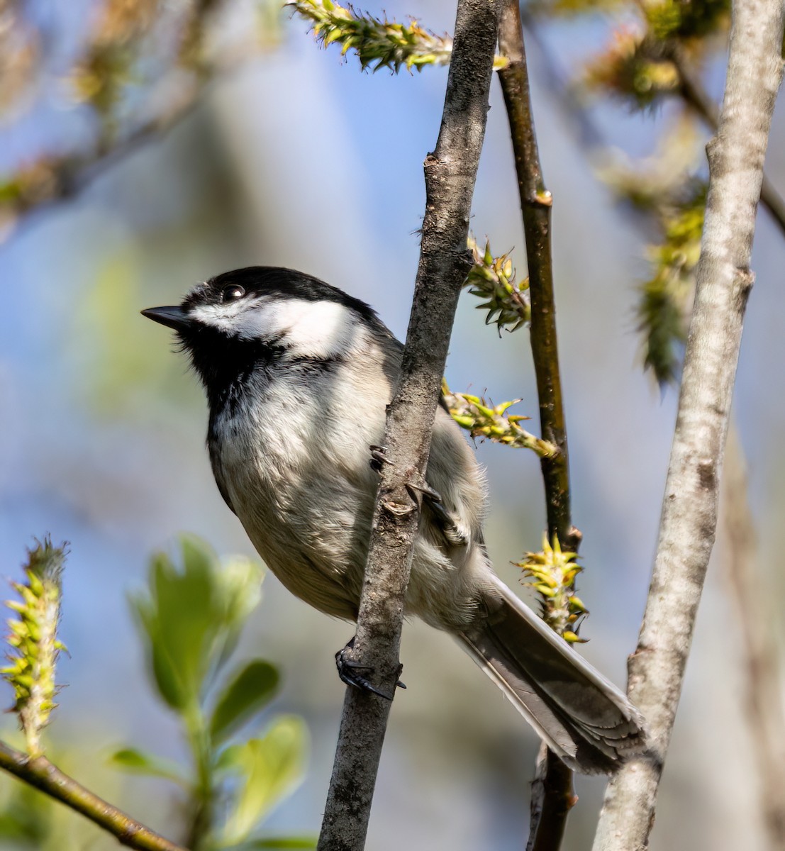 Black-capped Chickadee - ML633088036
