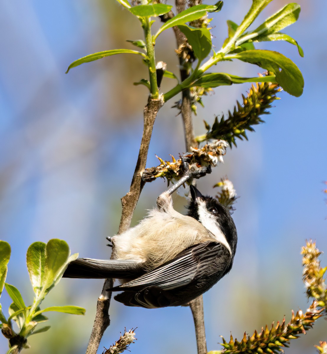 Black-capped Chickadee - ML633088037