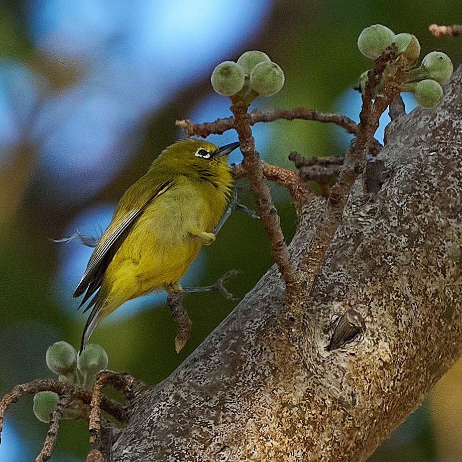 Southern Yellow White-eye - ML633088080