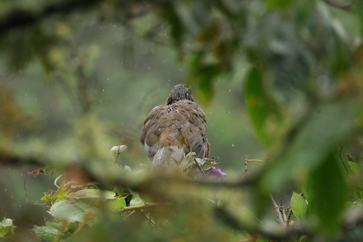 Andean Guan - Ray Flores