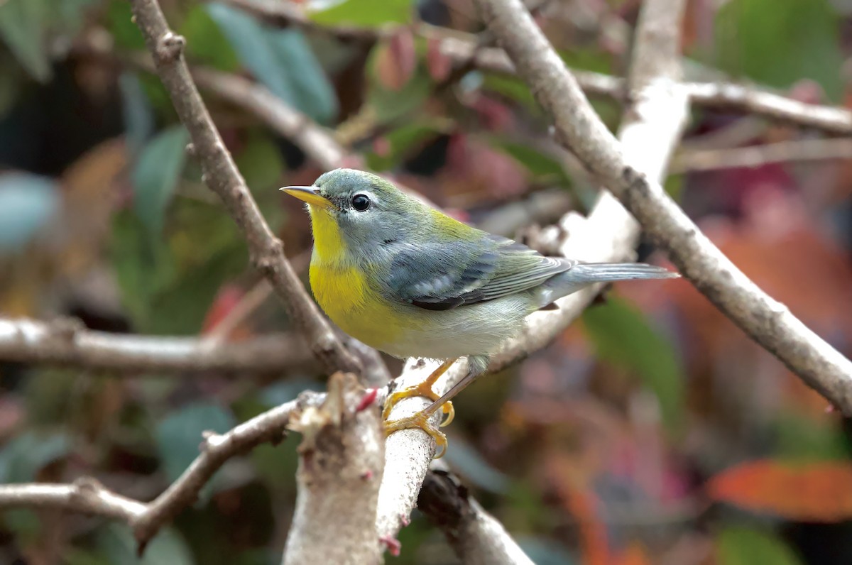 Northern Parula - ML633088266