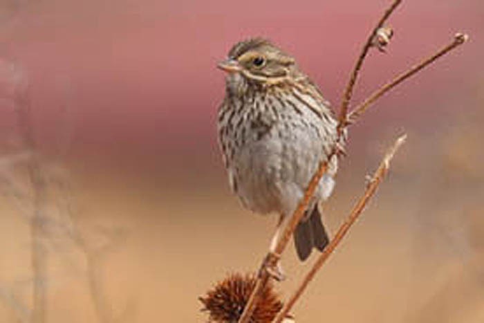 Savannah Sparrow - ML633088273