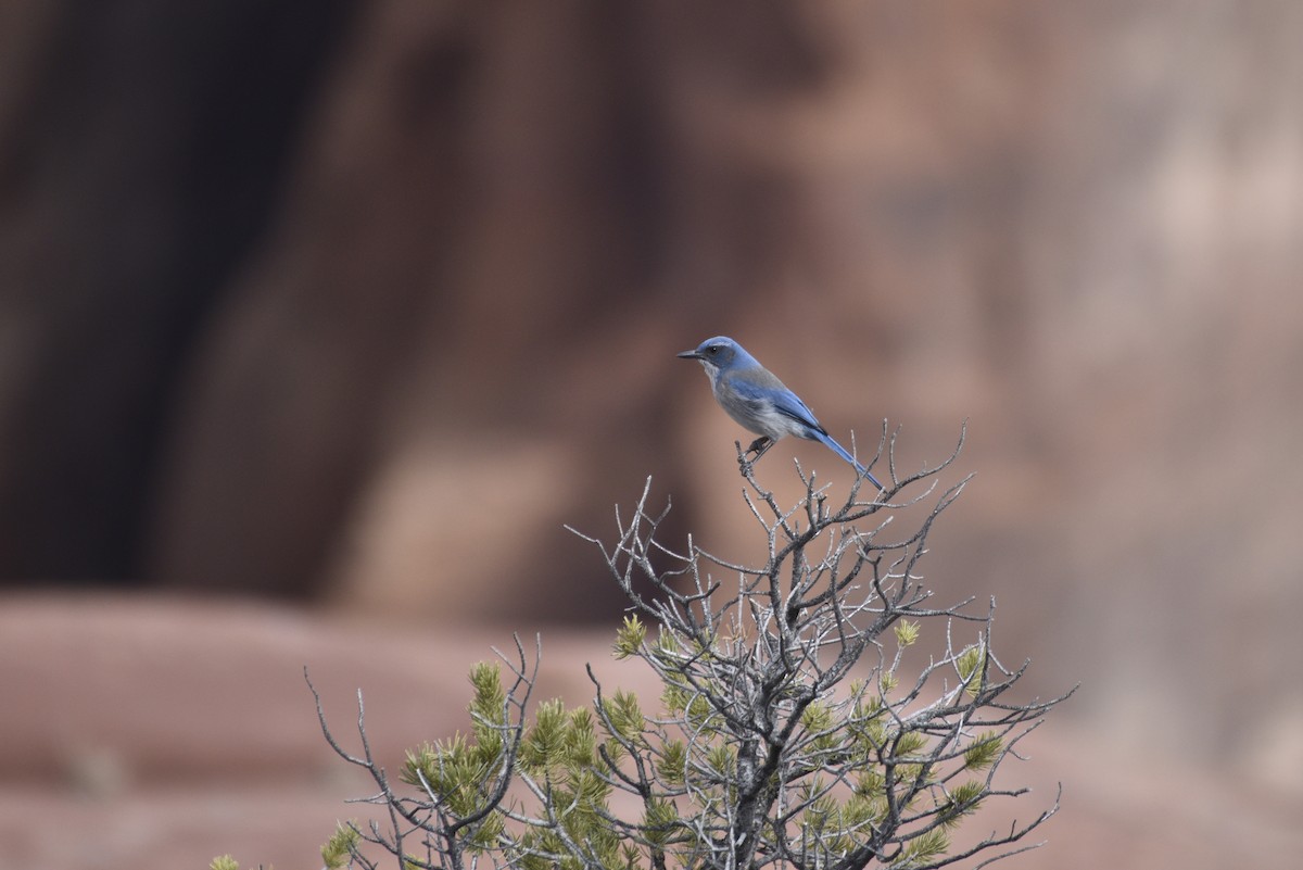Woodhouse's Scrub-Jay - ML633088397