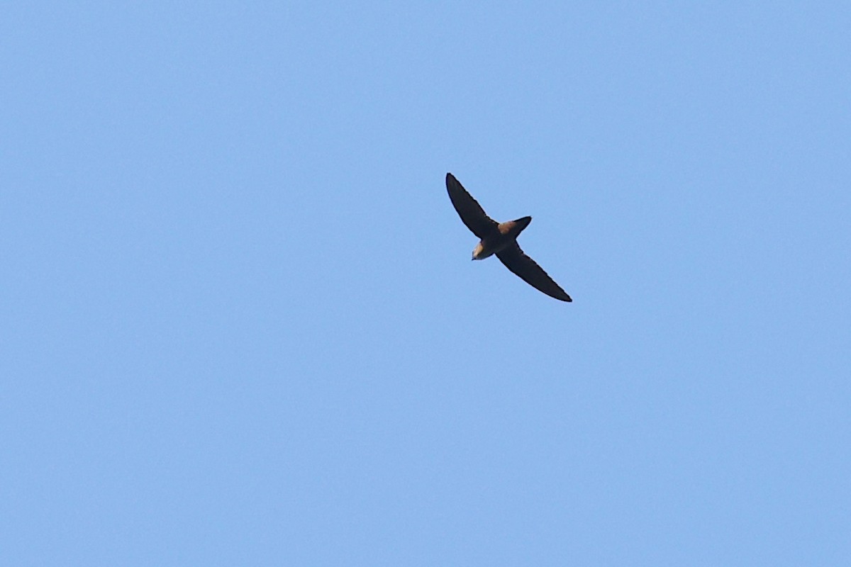 Vaux's Swift (Richmond's) - ML633088414