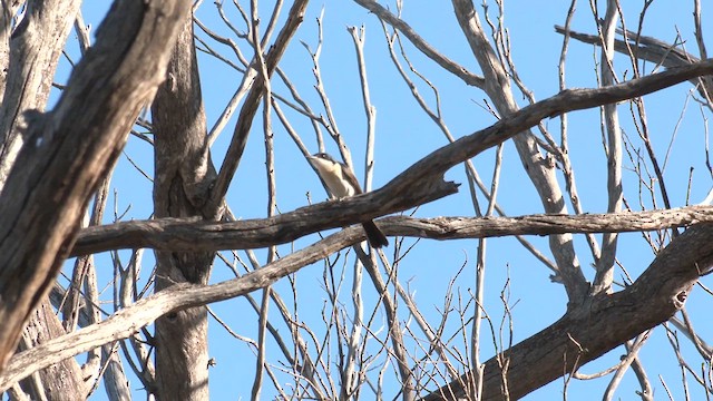 Restless Flycatcher - ML633088424