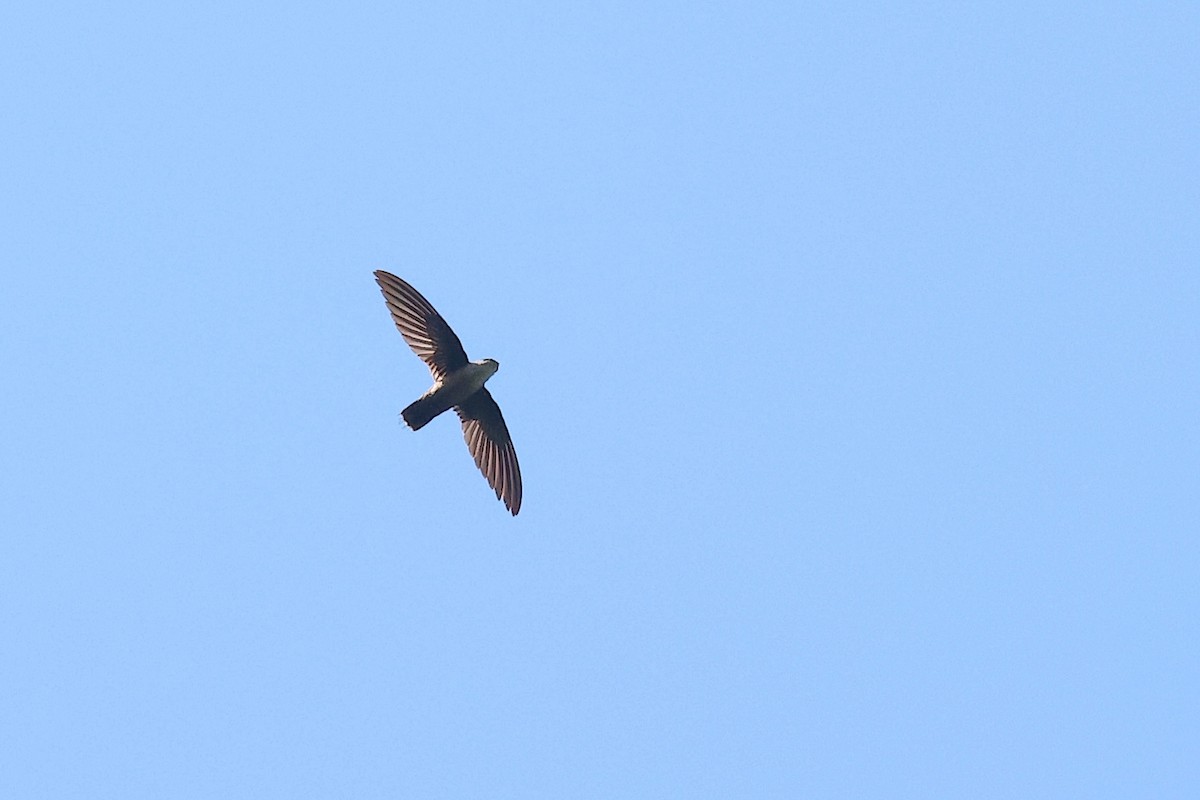 Vaux's Swift (Richmond's) - ML633088449