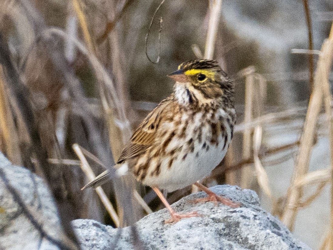 Savannah Sparrow - ML633088463