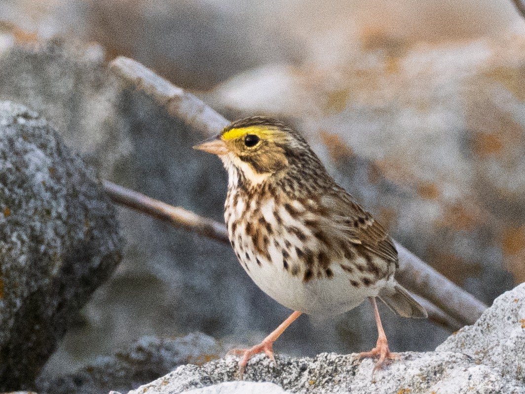 Savannah Sparrow - ML633088464