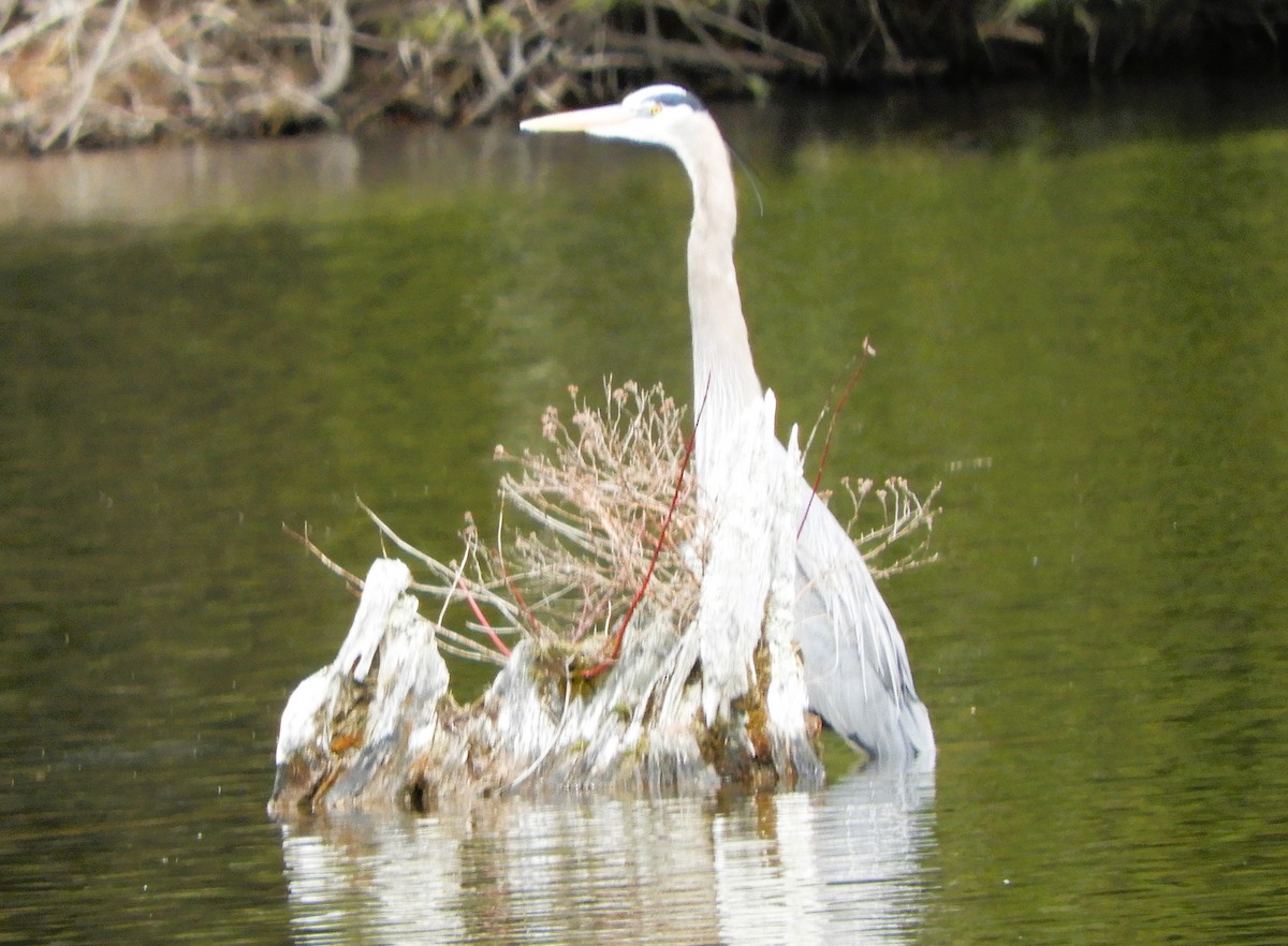 volavka velká - ML633088573