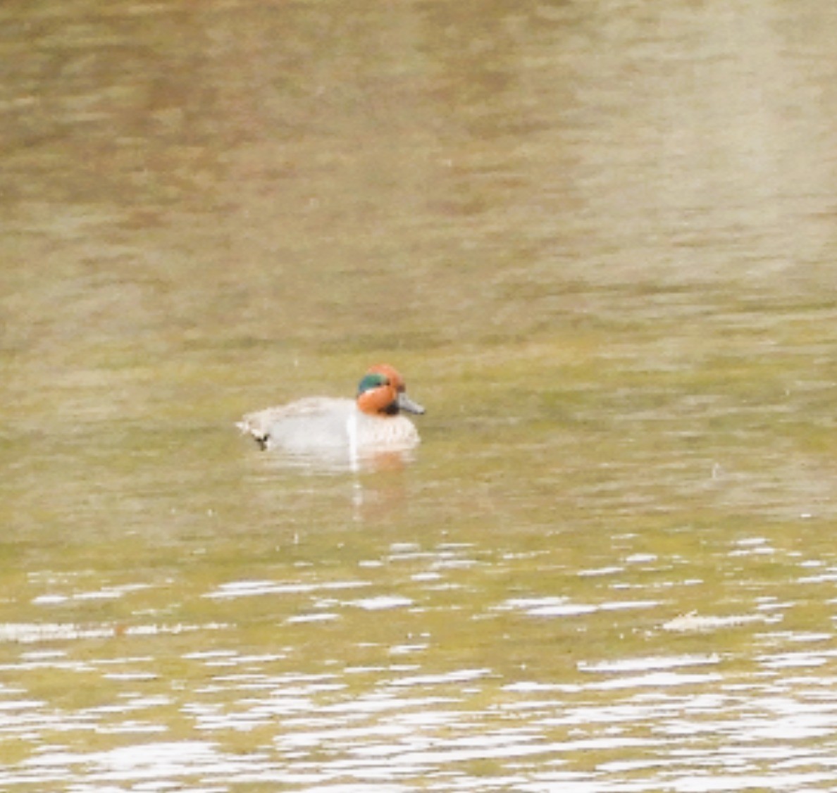 čírka obecná - ML633088611