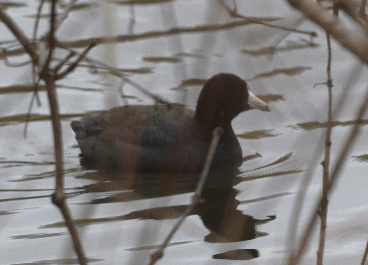 American Coot - ML633088613