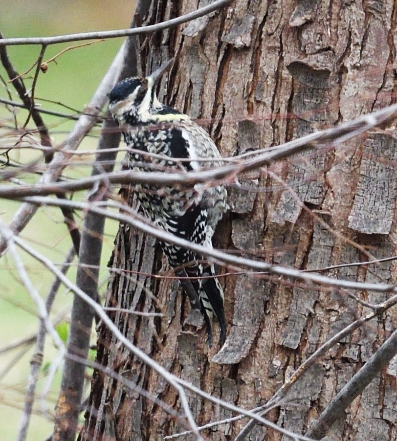 Yellow-bellied Sapsucker - ML633088629