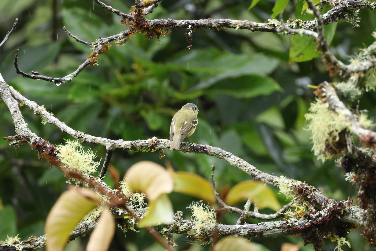 Ashy-headed Tyrannulet - ML633088695