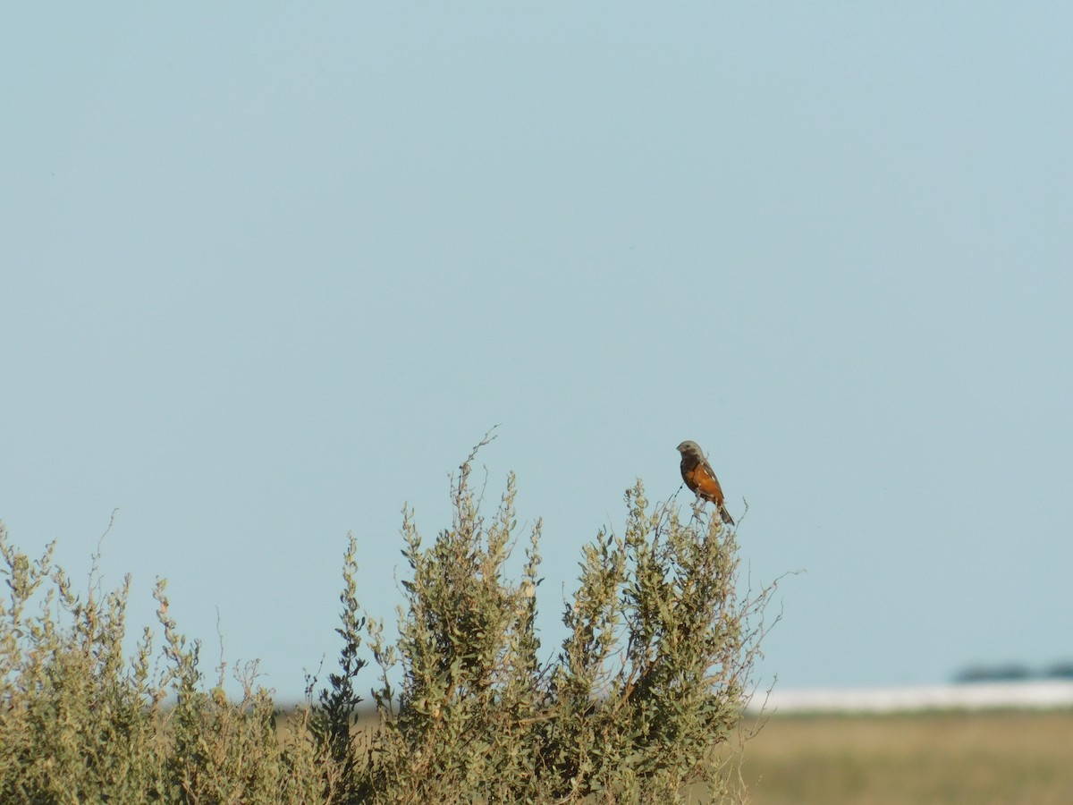 Dark-throated Seedeater - ML633088725