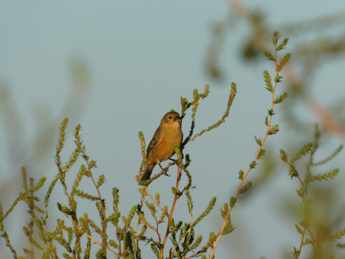 Dark-throated Seedeater - ML633088881