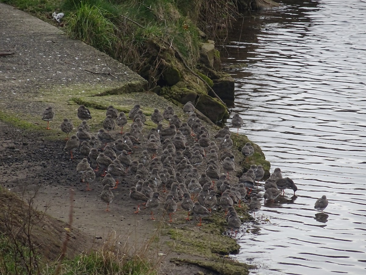 Common Redshank - ML633088975