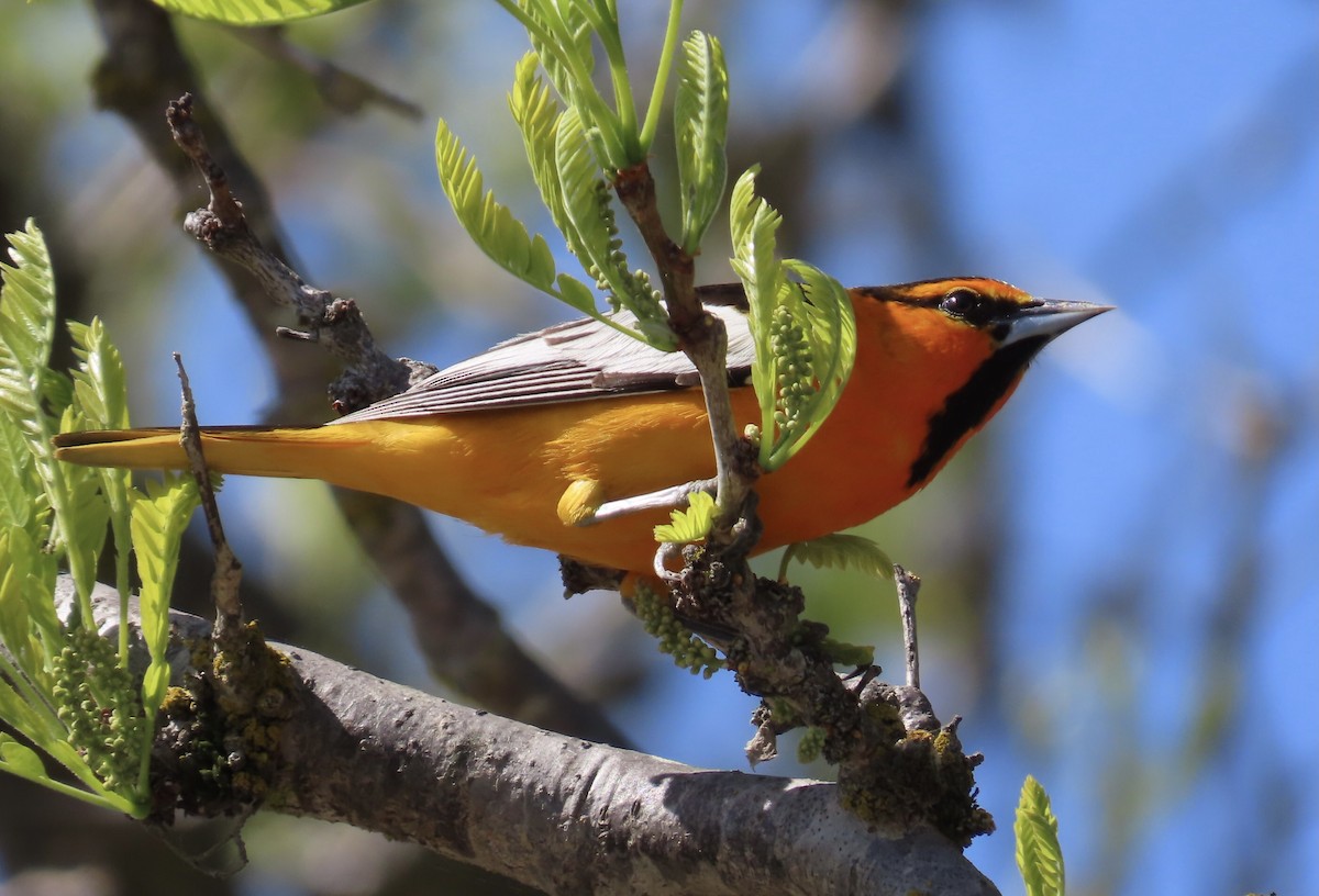 Bullock's Oriole - ML633089021