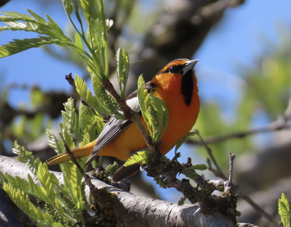 Bullock's Oriole - ML633089022