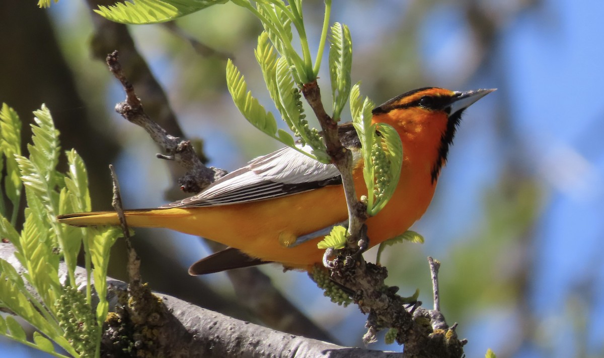 Bullock's Oriole - ML633089023