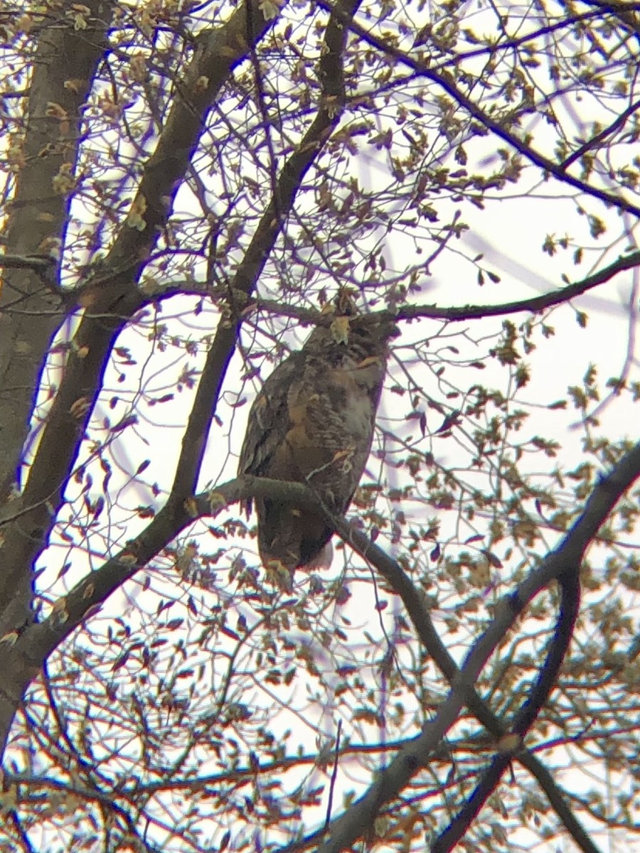 Great Horned Owl - ML633089104