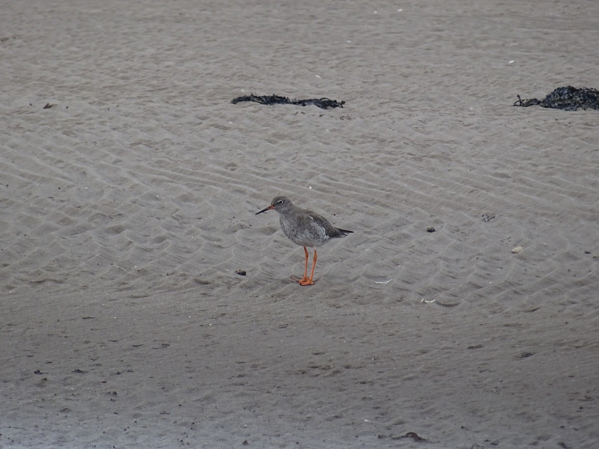 Common Redshank - ML633089143