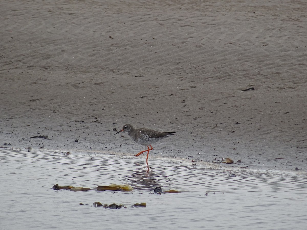 Common Redshank - ML633089160