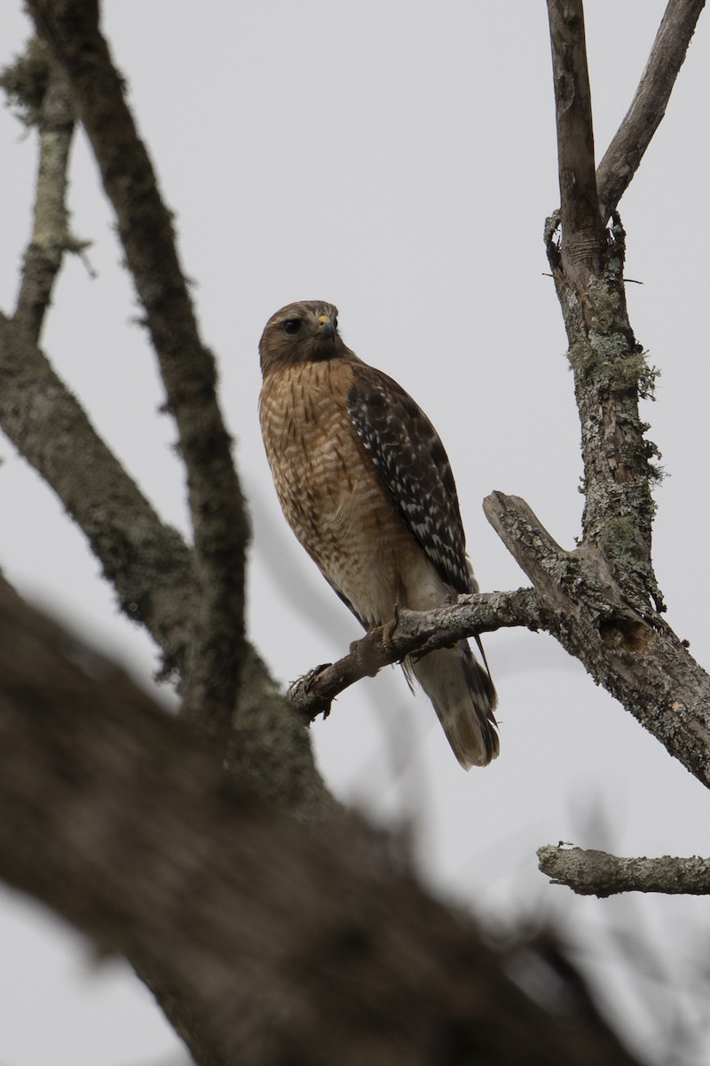 Red-shouldered Hawk - ML633089209