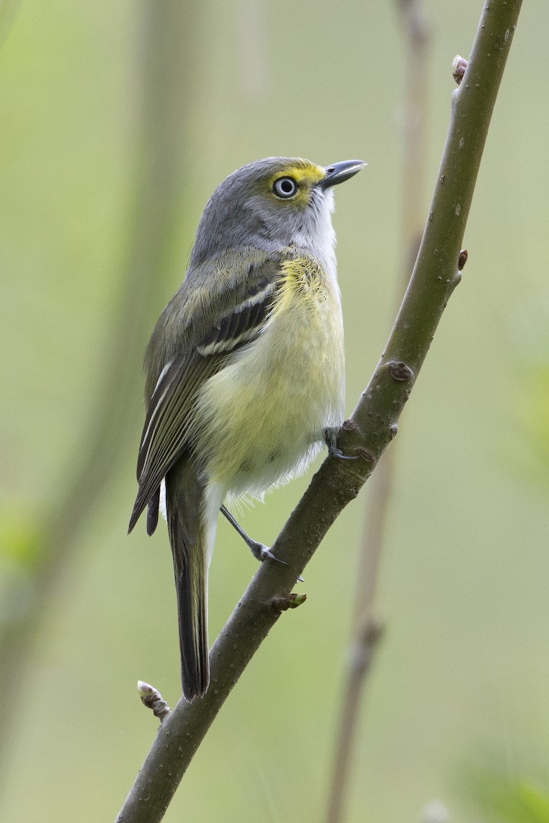 White-eyed Vireo - ML633089218