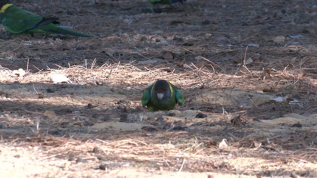 コダイマキエインコ - ML633089224