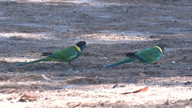 コダイマキエインコ（semitorquatus） - ML633089231