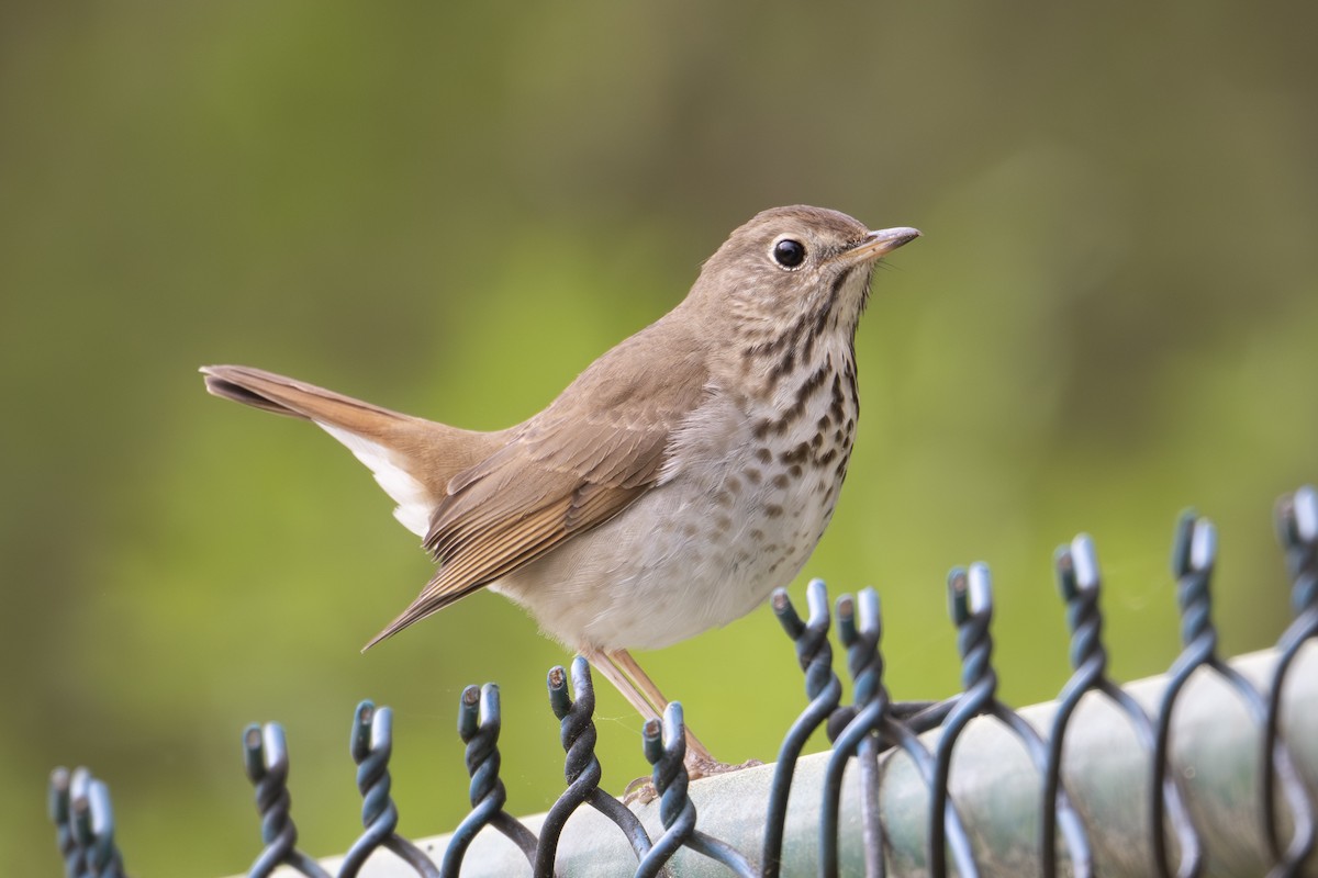 Hermit Thrush - ML633089233