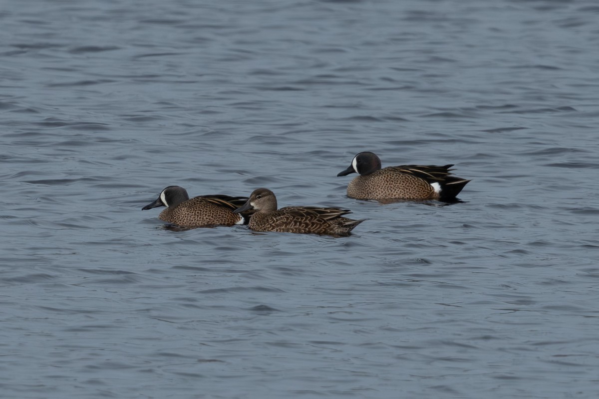 Blue-winged Teal - ML633089403