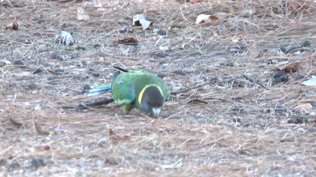 コダイマキエインコ（semitorquatus） - ML633089409
