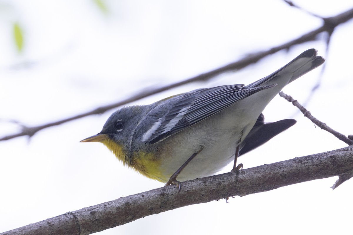 Northern Parula - ML633089439