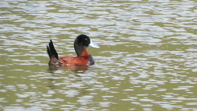 Andean Duck - ML633089598