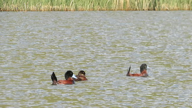 Andean Duck - ML633089601