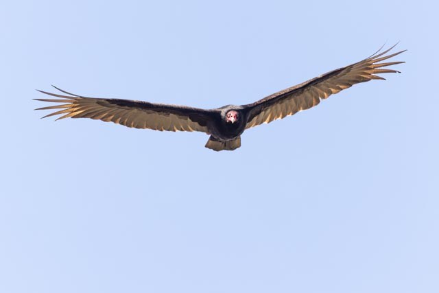 Turkey Vulture - ML633089647