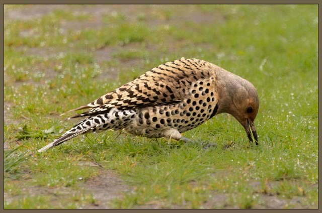 Northern Flicker - ML633089654