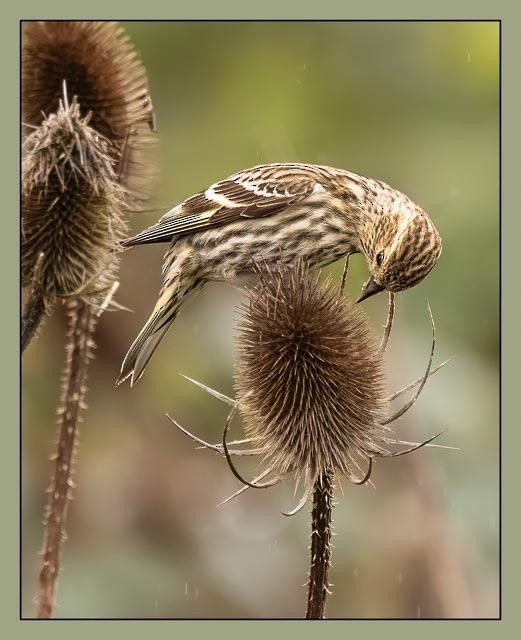 Pine Siskin - ML633089661
