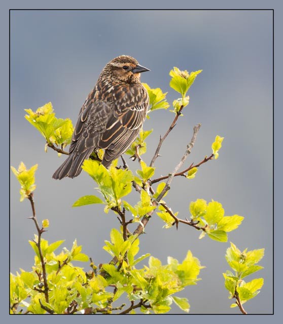 Red-winged Blackbird - ML633089672